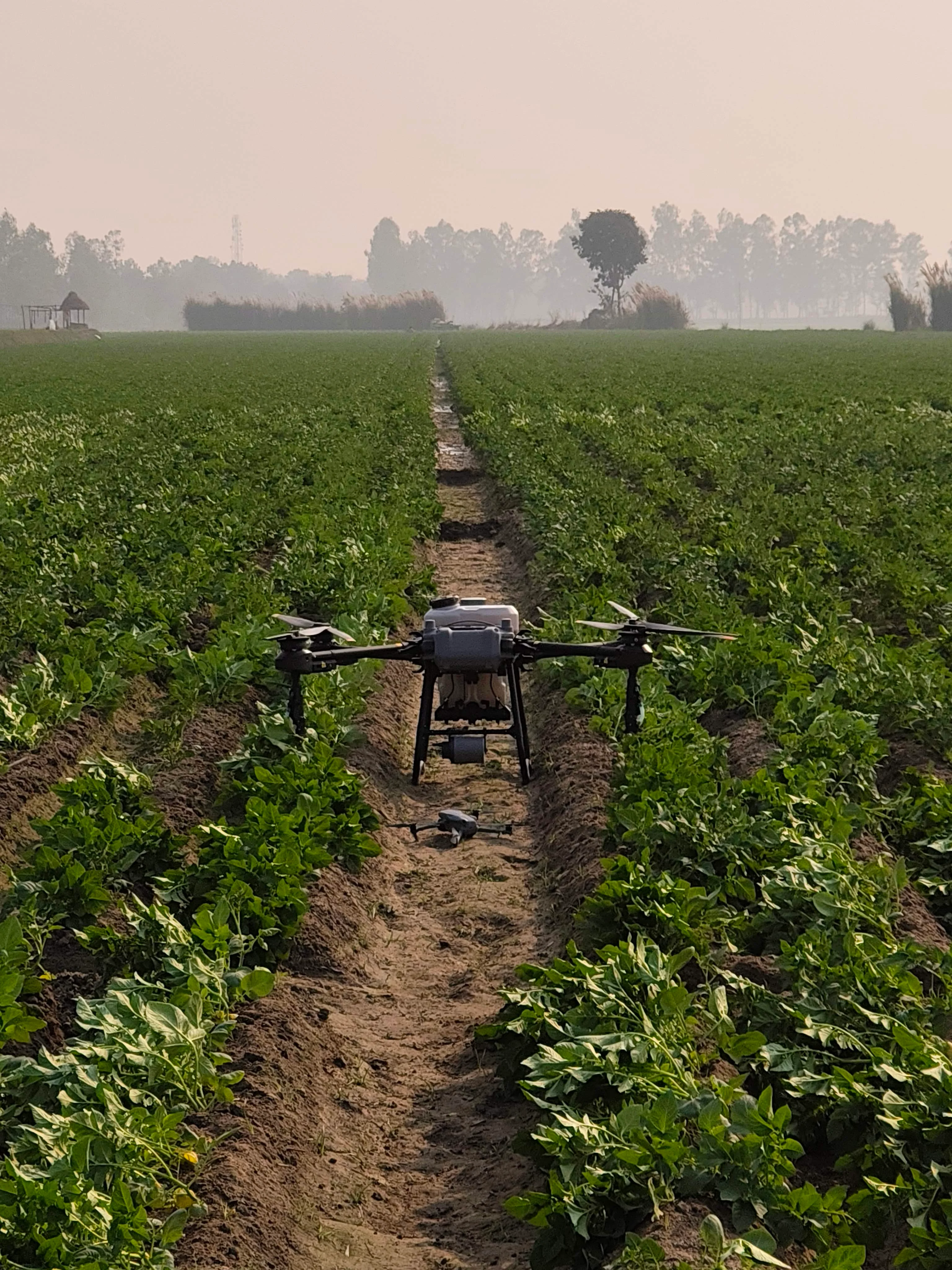 Agriculture